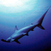 Hammerhead