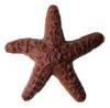 ChocolateStarfish