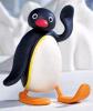 Pingu611