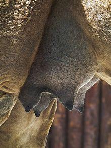 Camelus_dromedarius_Euter_Zoo_Landau_Juni_2011.JPG.0f88bc3347b3e3e9bd65e3a8b5ee7e5e.JPG