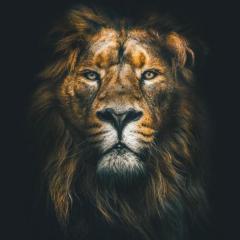 Lion.