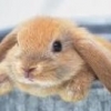 rabbit22