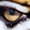 eye of the tiger